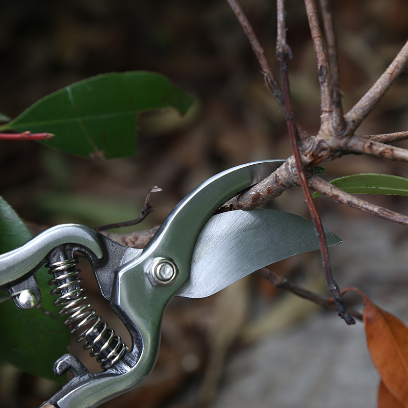 Ash wood handle scissors gardening scissors branches fruit tree fruit branch pruning scissors flower scissors garden flower art labor-saving thick branch scissors